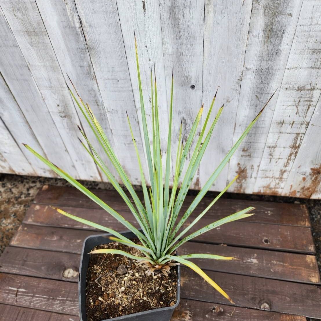 鉢ごと発送】ユッカ リギダ Yucca rigida 2026.7.1-yr1 - メルカリ