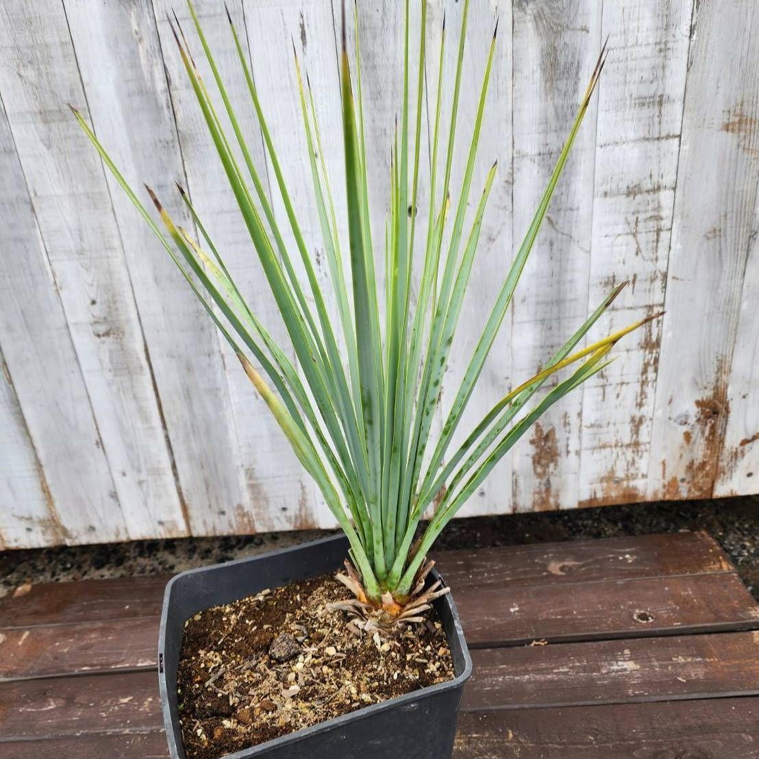 【AL1347】ユッカ　リギダ 鉢ごと発送】ユッカ リギダ Yucca rigida 2026.7.1-yr1 - メルカリ