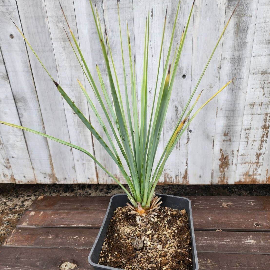 鉢ごと発送】ユッカ リギダ Yucca rigida 2026.7.1-yr1 - メルカリ