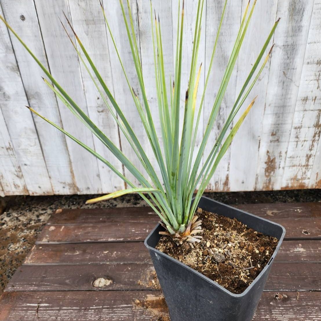 鉢ごと発送】ユッカ リギダ Yucca rigida 2026.7.1-yr1 - メルカリ