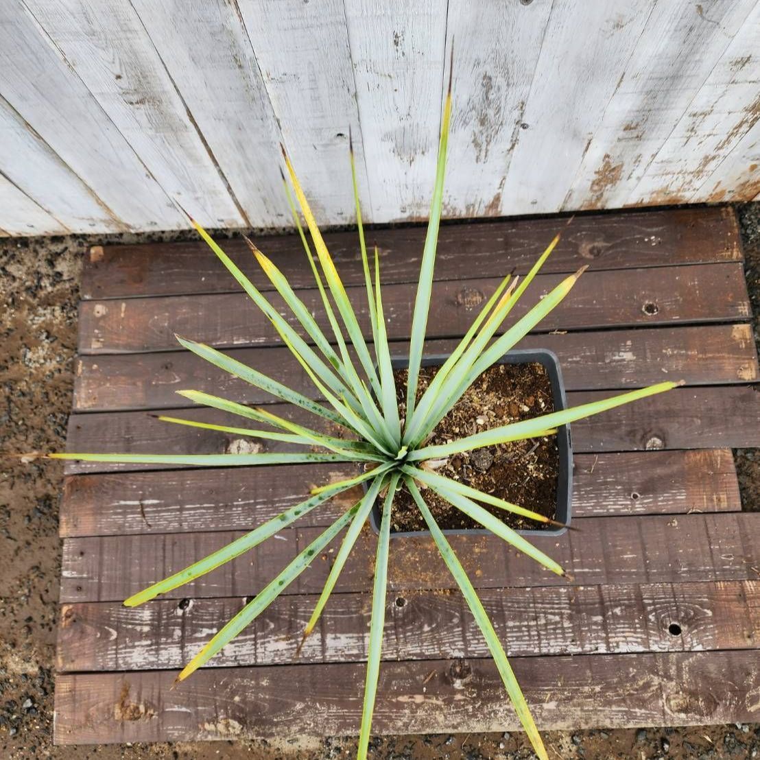 鉢ごと発送】ユッカ リギダ Yucca rigida 2026.7.1-yr1 - メルカリ