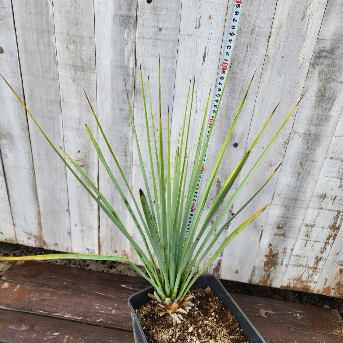 鉢ごと発送】ユッカ リギダ Yucca rigida 2026.7.1-yr1 - メルカリ