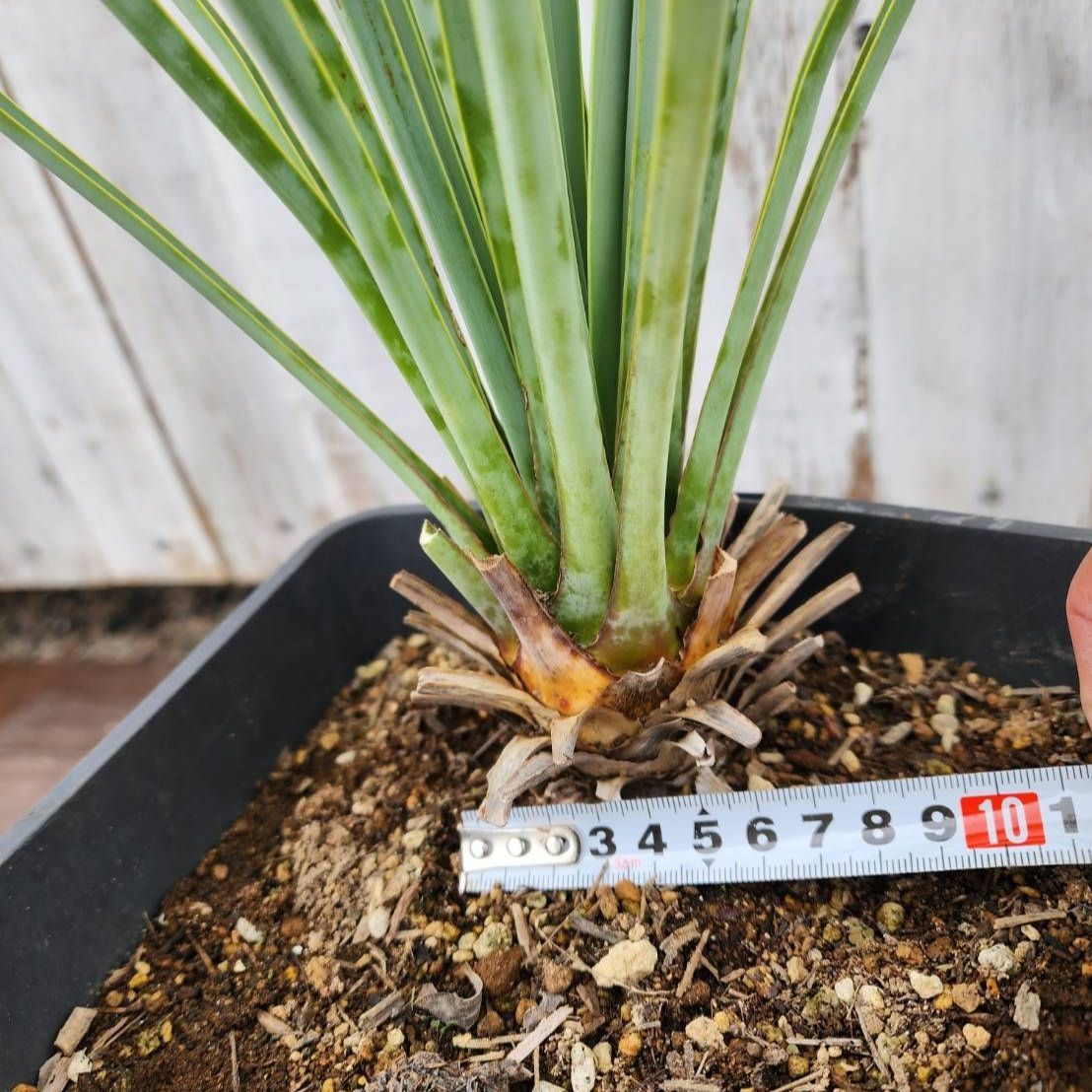 鉢ごと発送】ユッカ リギダ Yucca rigida 2026.7.1-yr1 - メルカリ