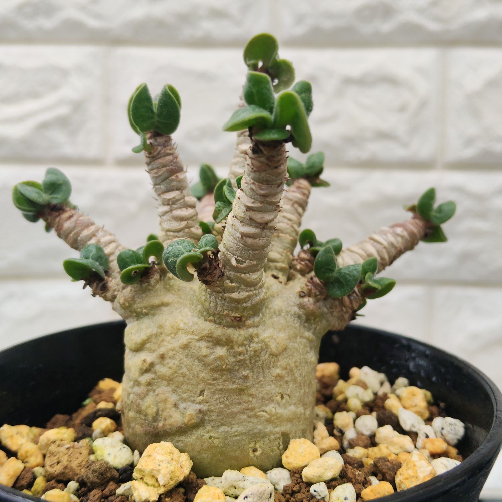 a59 アデニウム ドワーフ 獅子葉 塊根植物 コーデックス アラビカム