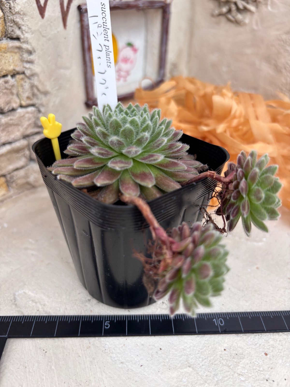 多肉植物🩶パシフィックグレース🩶センペルビウム 抜き苗 - メルカリ