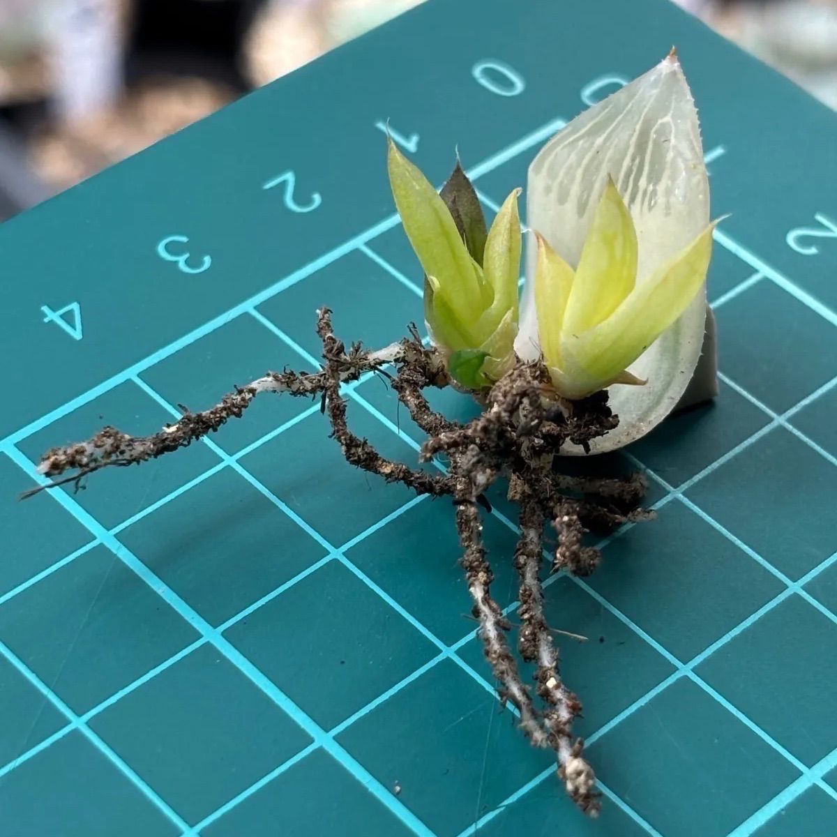 7/7七夕まで限定販売】☆ 白蛇伝 葉挿し株（3頭発芽、発根済み