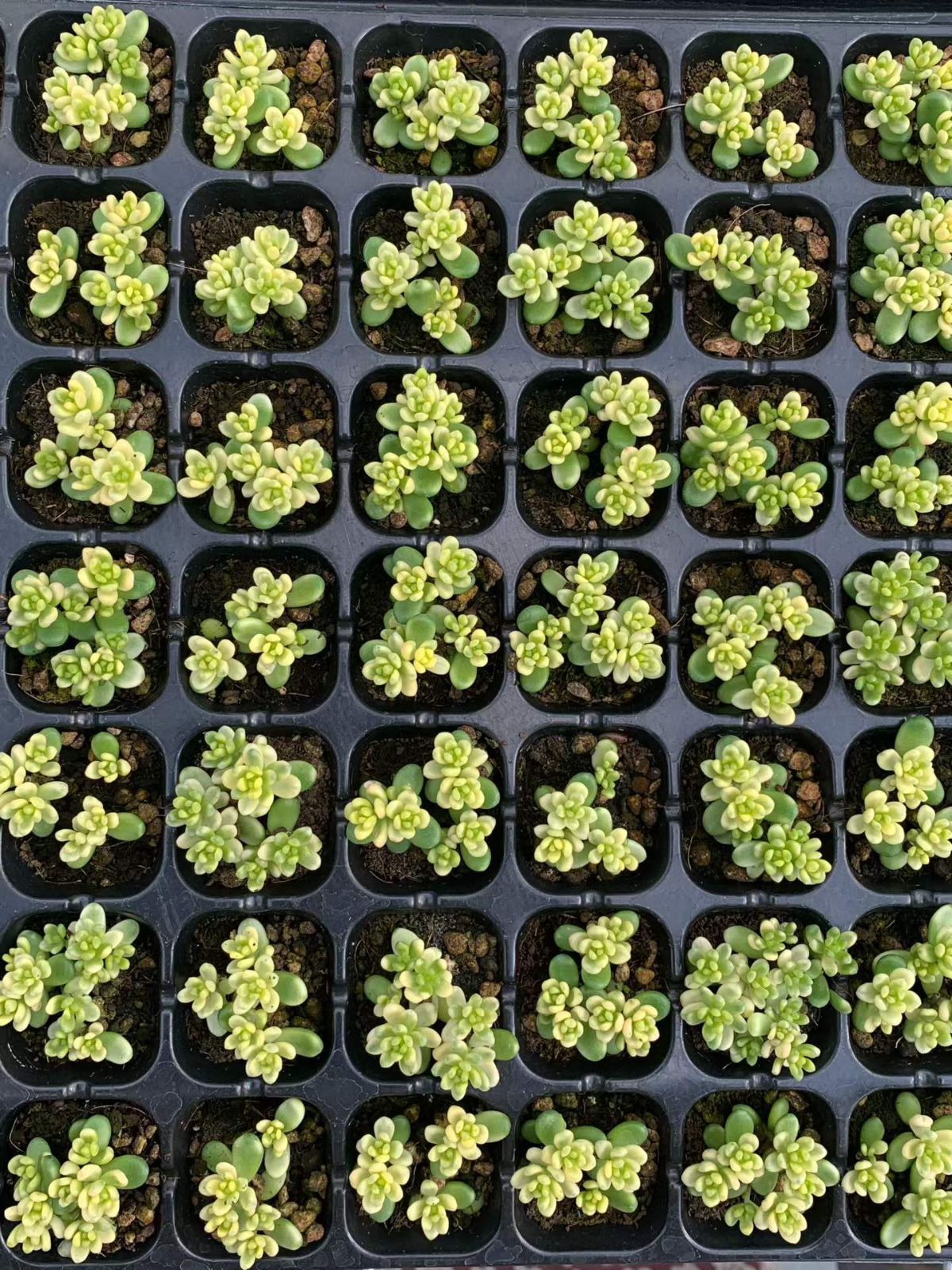 新入荷 ダイトウマイニシキ 鮮やかな105苗セット 土と根付き 多肉植物