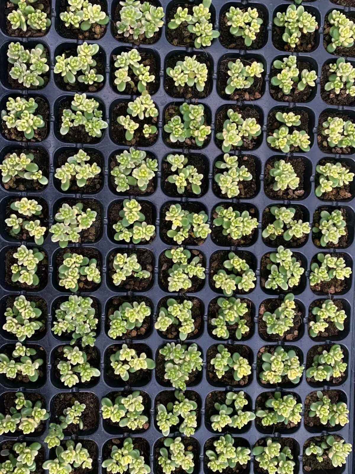 新入荷 ダイトウマイニシキ 鮮やかな105苗セット 土と根付き 多肉植物