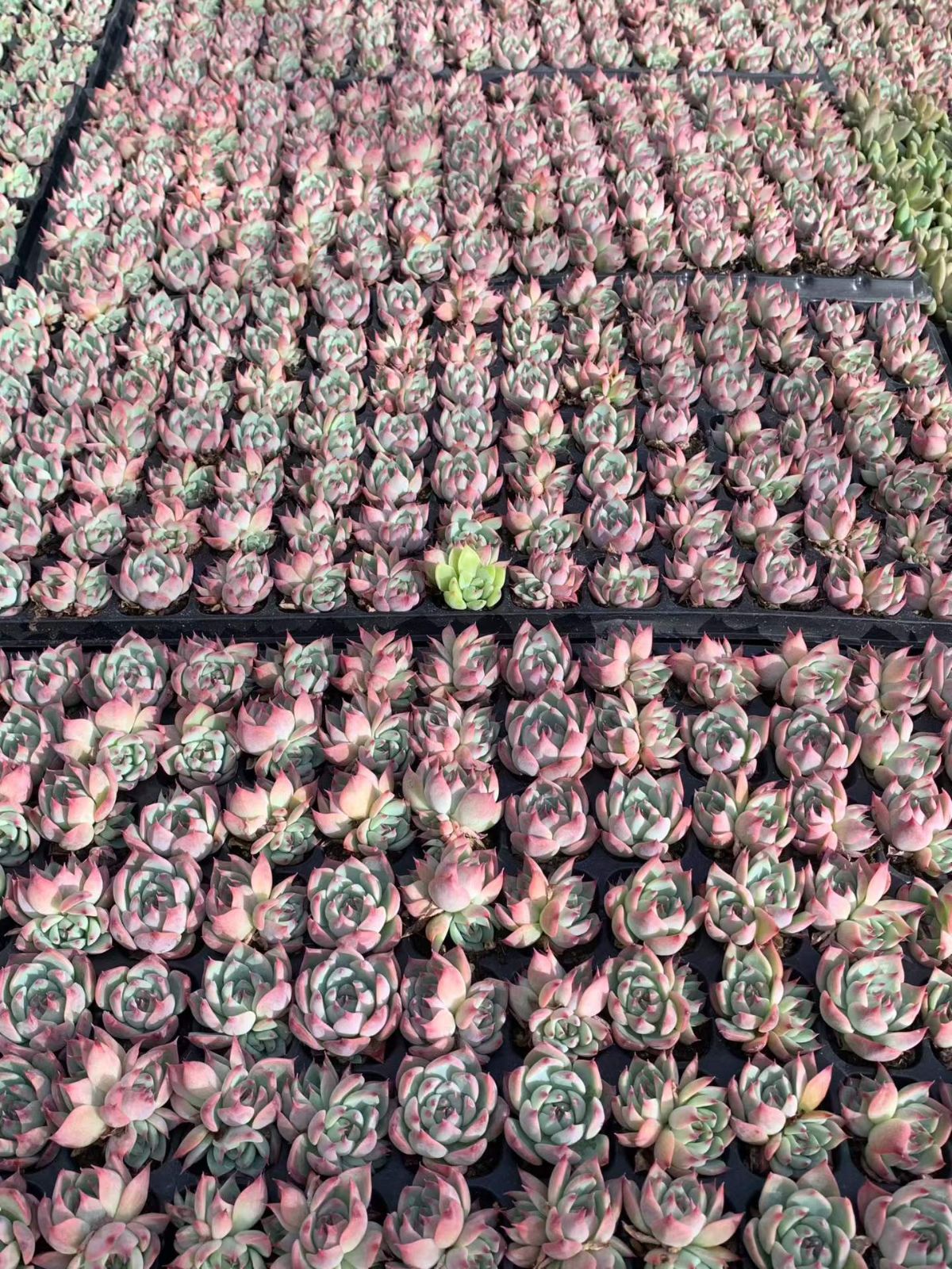 新入荷 チワワ 鮮やかな105苗セット 土と根付き 多肉植物 エケベリア