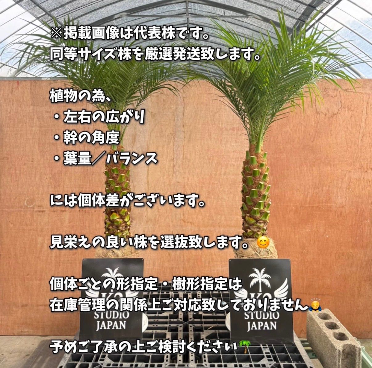 🎄特大サイズ2本セット🌴 フェニックス・ロベレニー 南国リゾート特大