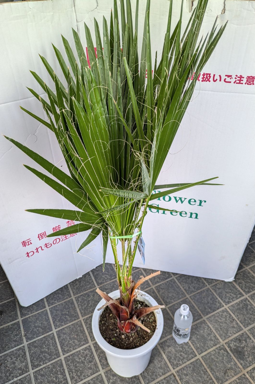 【８号鉢】ワシントンヤシ　大株　ワシントニア　庭木　南国　ドライガーデン　丈夫