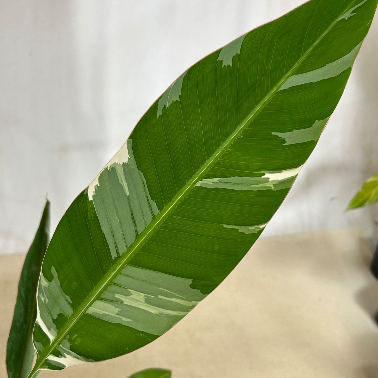 観葉植物 斑入りバナナ(ムサ フロリダ バリエガータ)※葉傷みあり 3.5号