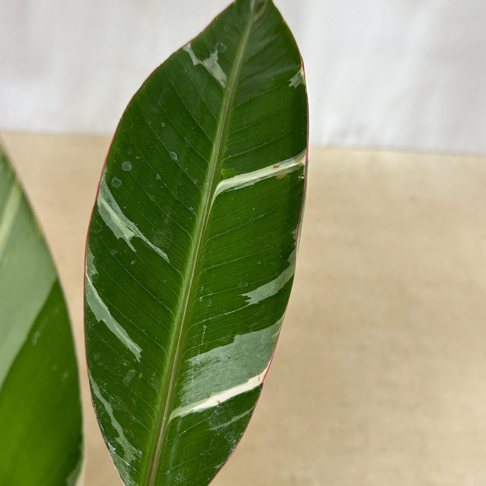 観葉植物 斑入りバナナ(ムサ フロリダ バリエガータ)※葉傷みあり 3.5号