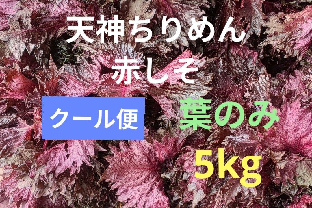 ★天神ちりめん赤しそ クール便!! 宮崎産 5kg