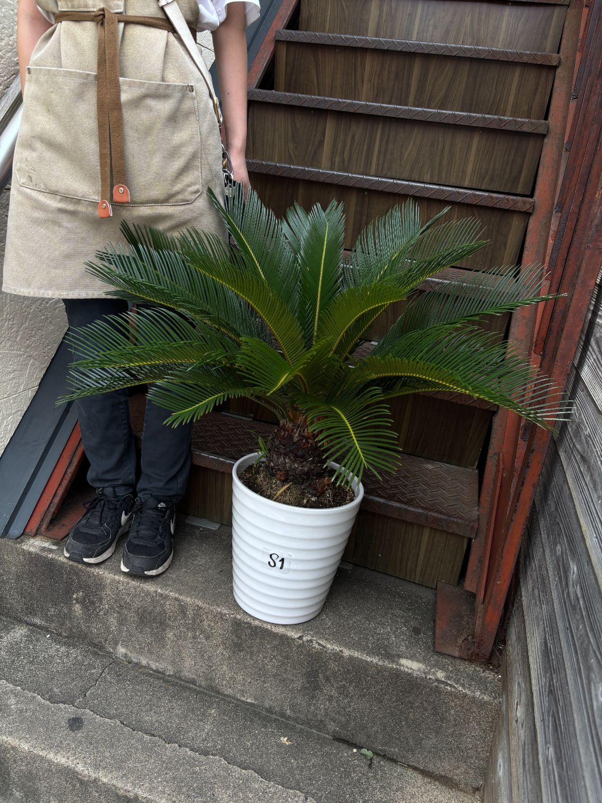 ソテツ 観葉植物 シンボルツリー ドライガーデン ロックガーデン