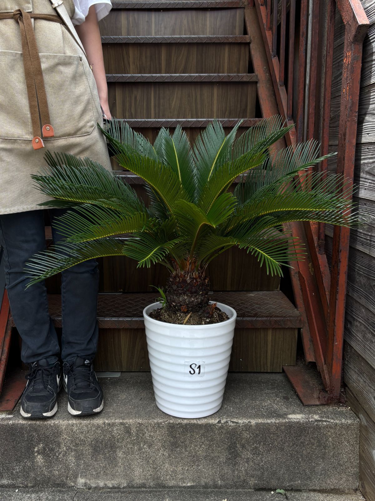 ソテツ 観葉植物 シンボルツリー ドライガーデン ロックガーデン