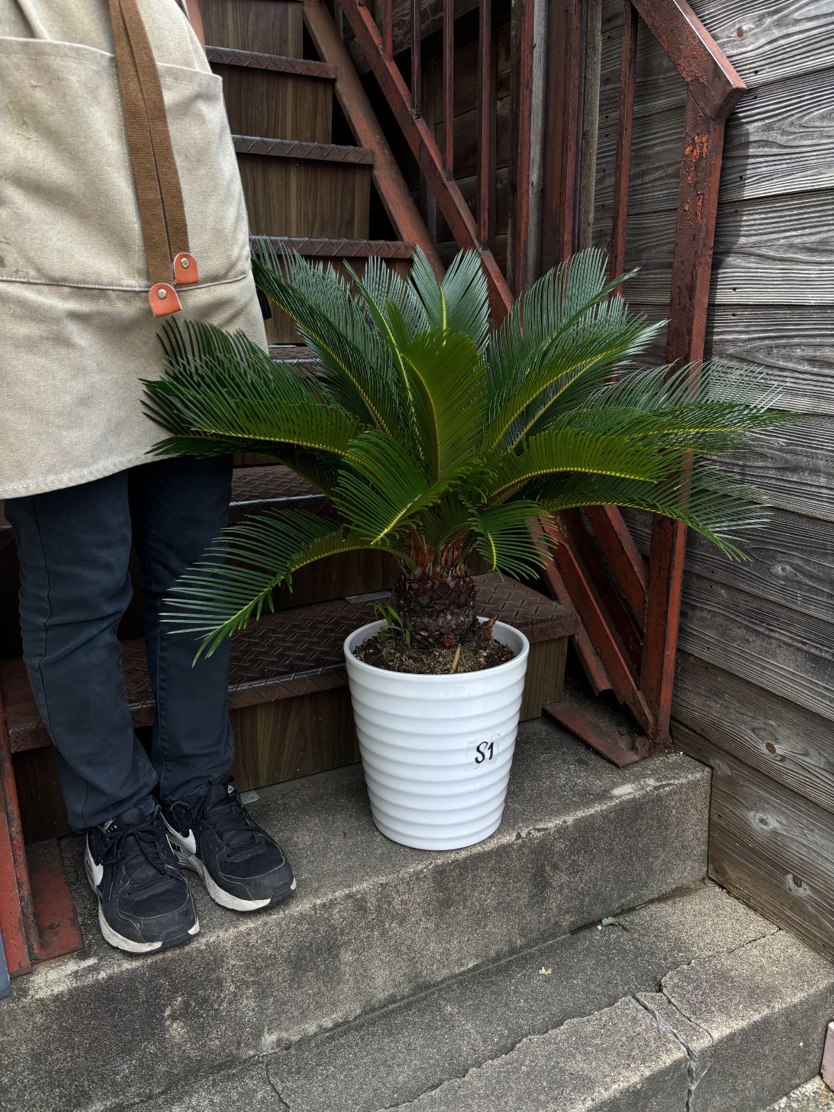ソテツ 観葉植物 シンボルツリー ドライガーデン ロックガーデン