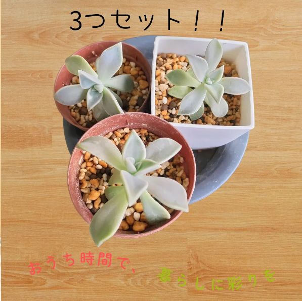 多肉植物 グラプトペタルム属 【朧月】 抜き苗 3苗セット - メルカリ