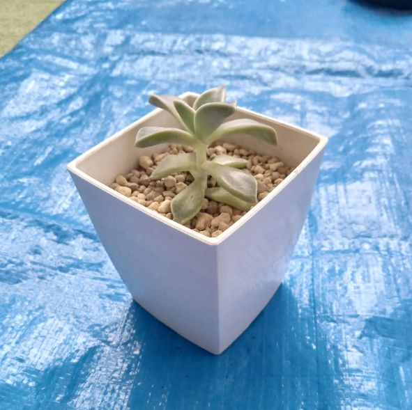 多肉植物 グラプトペタルム属 【朧月】 抜き苗 3苗セット - メルカリ