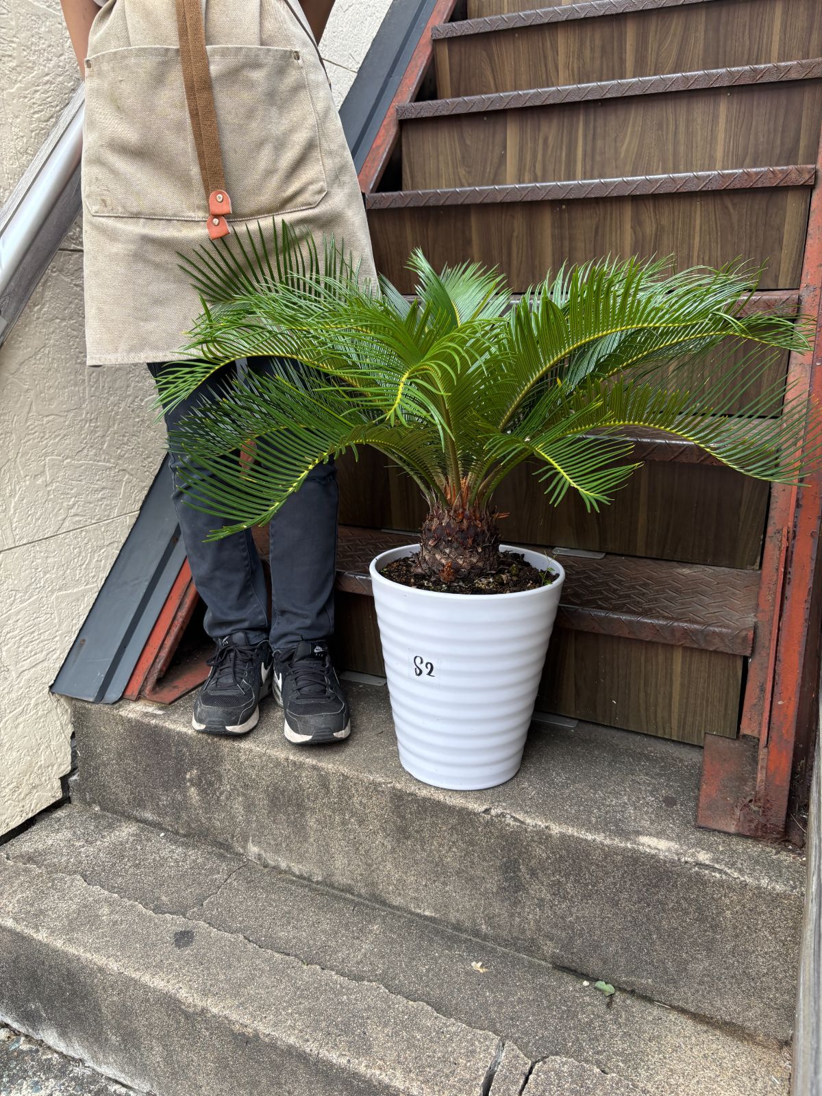 ソテツ 観葉植物 シンボルツリー ドライガーデン ロックガーデン