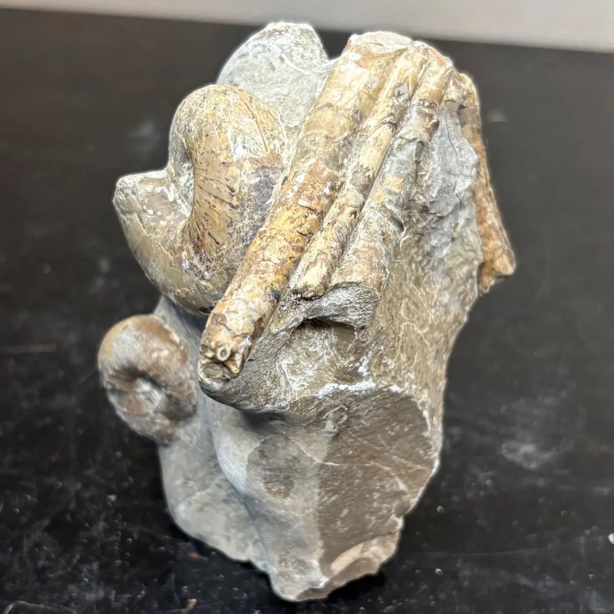 北海道産 アンモナイト 異常巻き 化石 集合体 展示向け 鉱物 鉱石