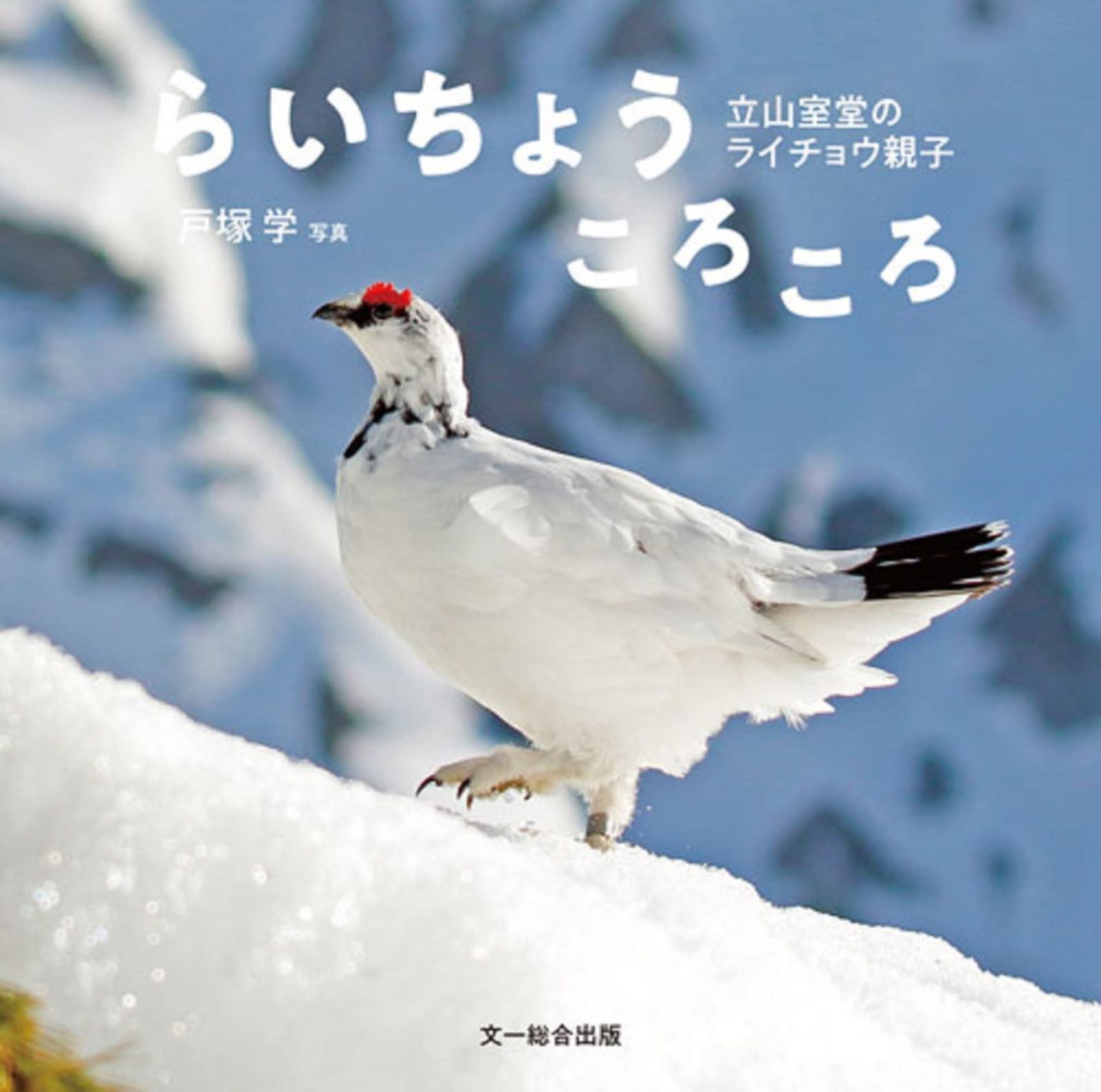 らいちょうころころ?立山室堂のライチョウ親子