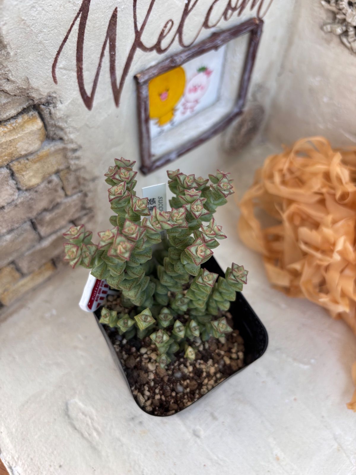 多肉植物⭐️姫星 クラッスラ⭐️抜き苗 - メルカリ