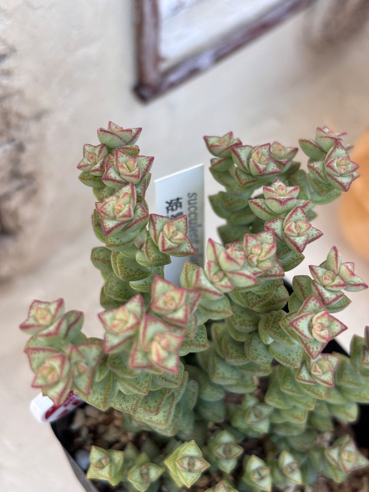多肉植物⭐️姫星 クラッスラ⭐️抜き苗 - メルカリ