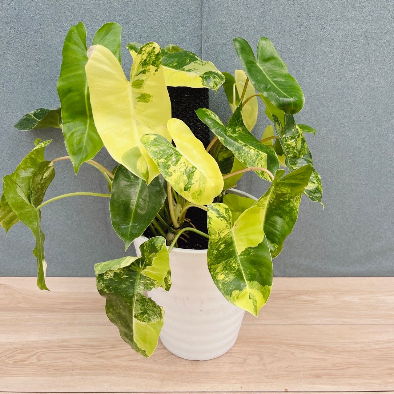［現品］【希少】2番　フィロデンドロン　バールマルクス　バリエガータ　8号　観葉植物　斑入り　室内　大型　レア　