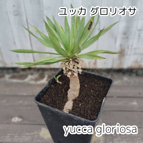 特別値引きセール】【鉢ごと発送】ユッカ グロリオサ Yucca gloriosa