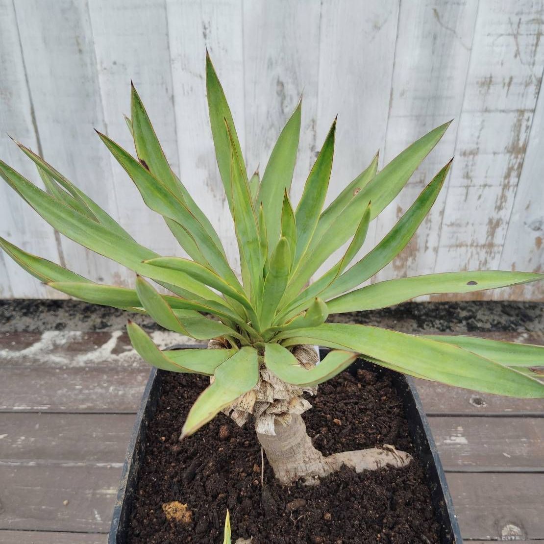 鉢ごと発送】ユッカ グロリオサ Yucca gloriosa 2026.7.3Yg1 - メルカリ
