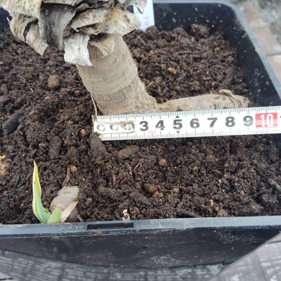 特別値引きセール】【鉢ごと発送】ユッカ グロリオサ Yucca gloriosa