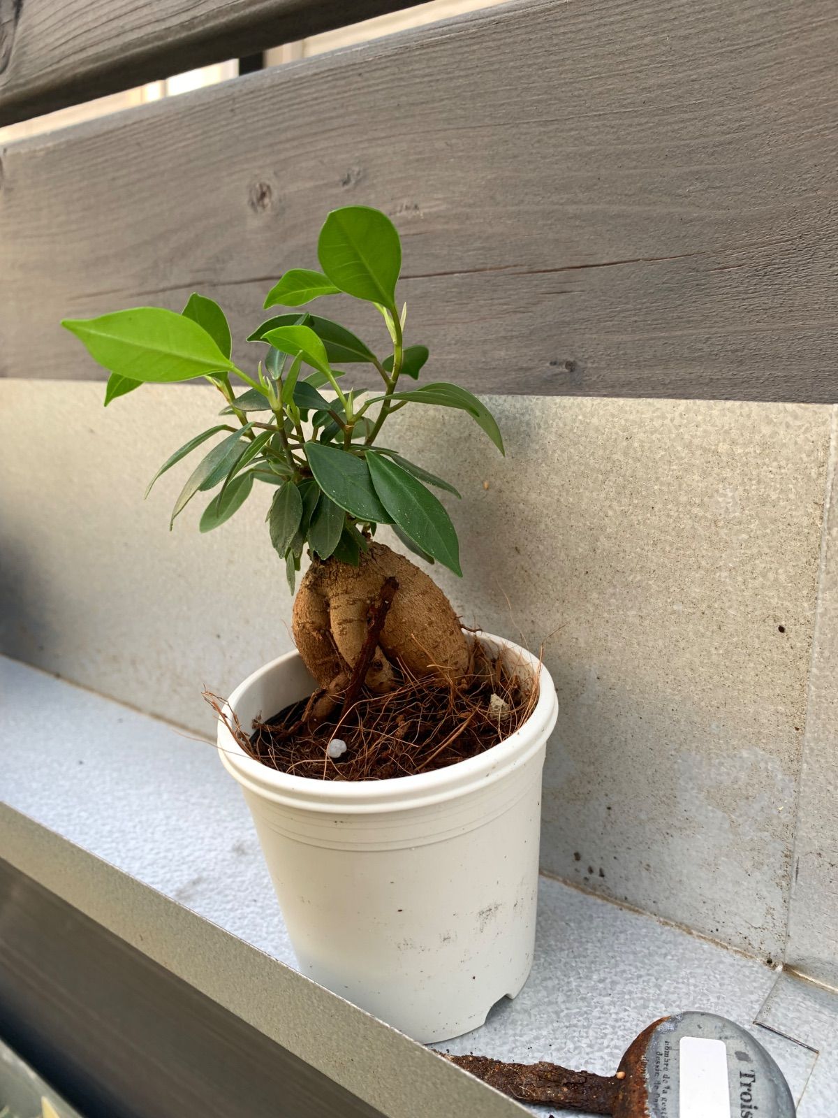 ガジュマル 観葉植物 A25サイズ 鉢ごと - メルカリ