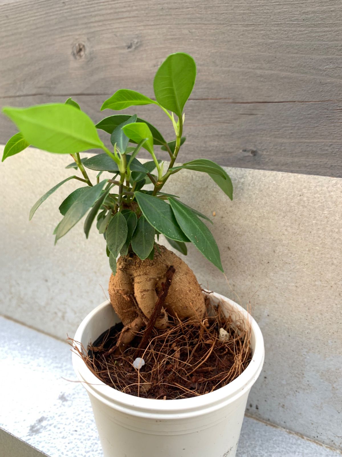 ガジュマル 観葉植物 A25サイズ 鉢ごと - メルカリ