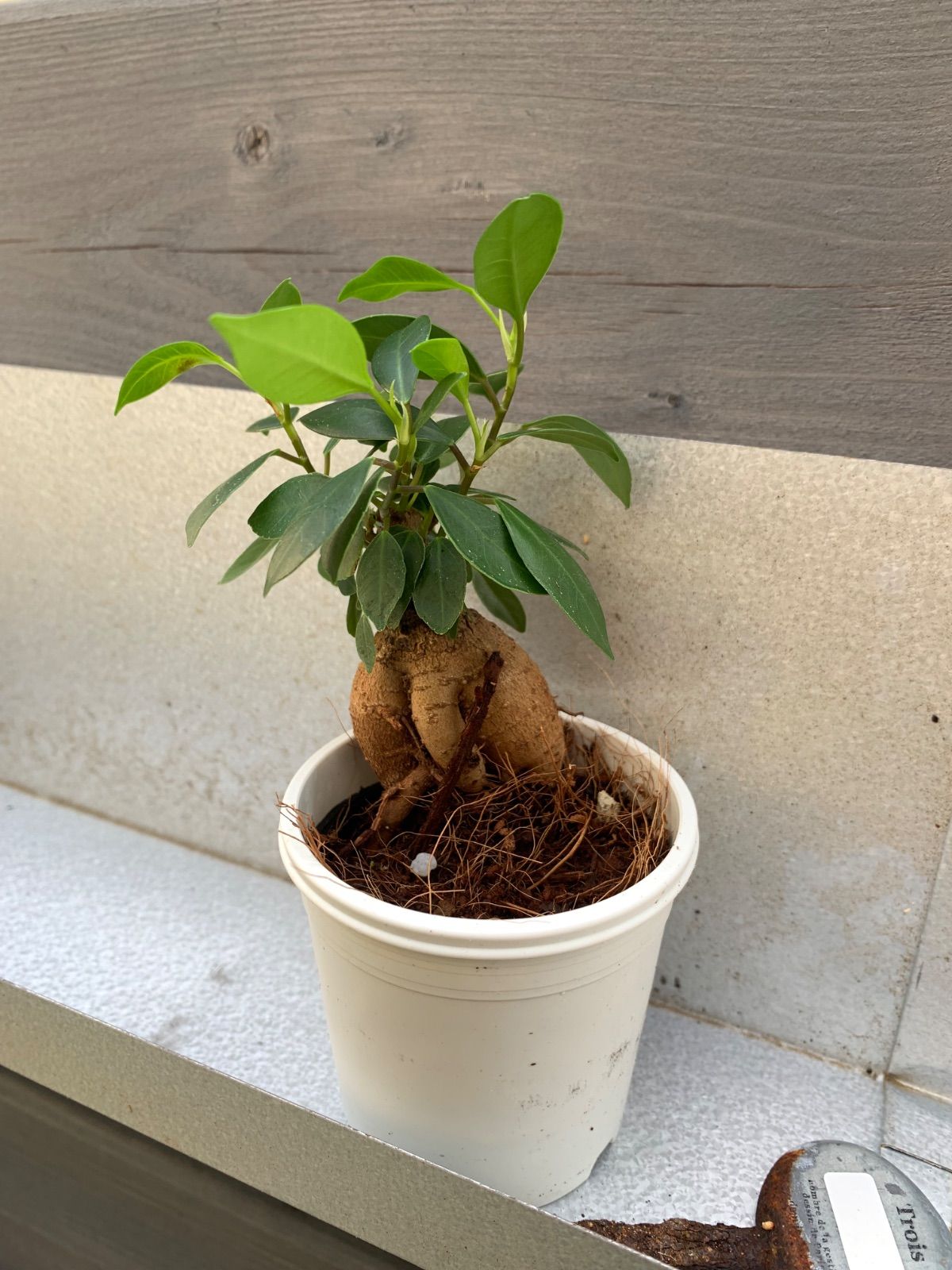 【極太・灌木風】ガジュマル 鉢ごと発送（メルカリ便）① ガジュマル 観葉植物 A25サイズ 鉢ごと - メルカリ