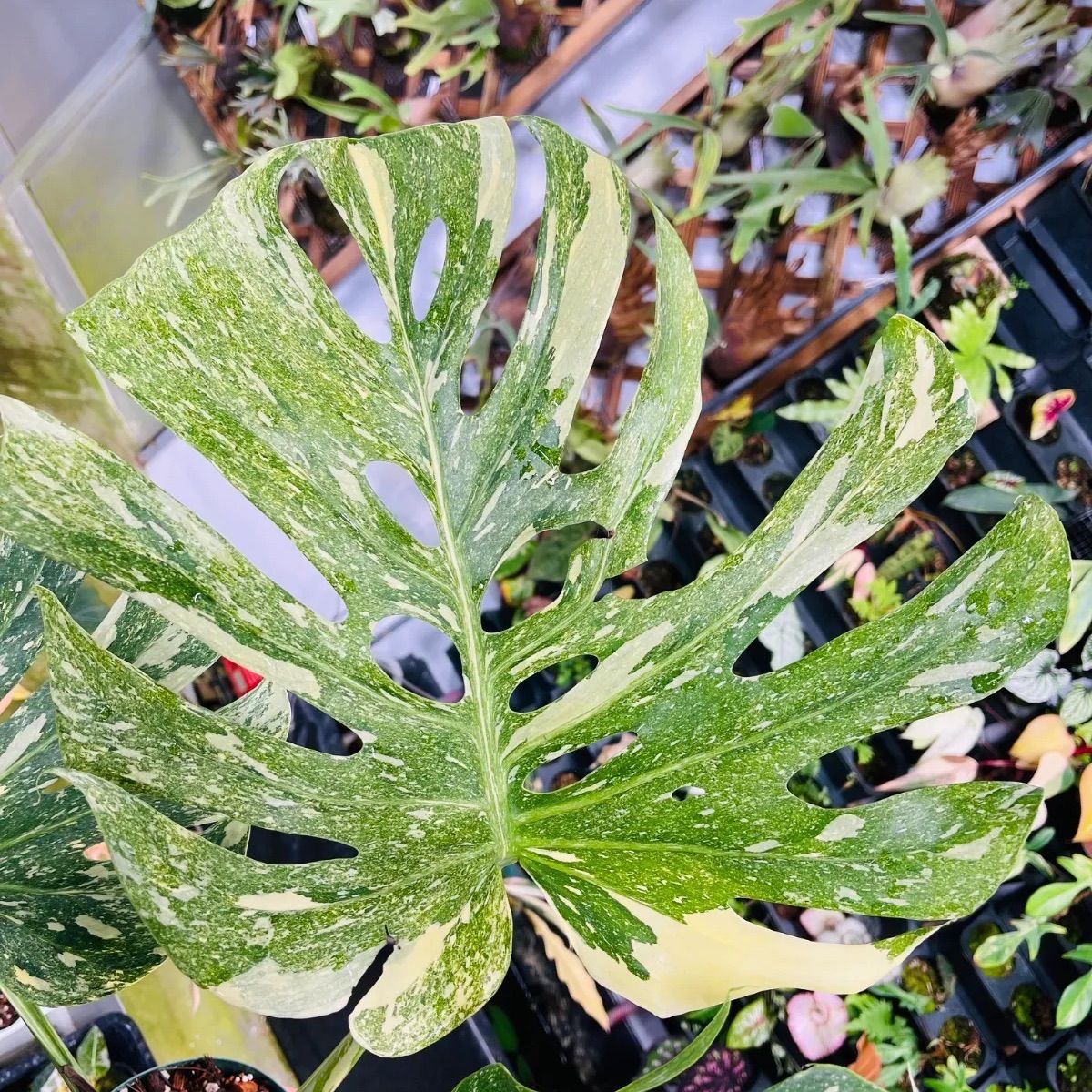 Monstera deliciosa Legacy モンステラ デリシオーサ レガシー 斑入り