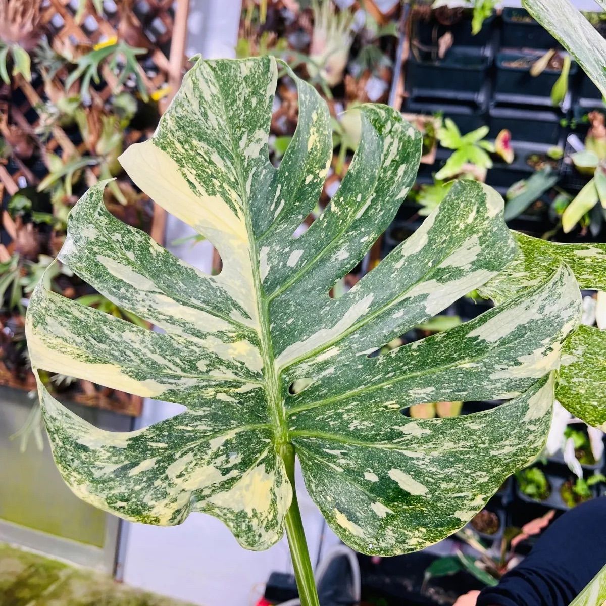 Monstera deliciosa Legacy モンステラ デリシオーサ レガシー 斑入り