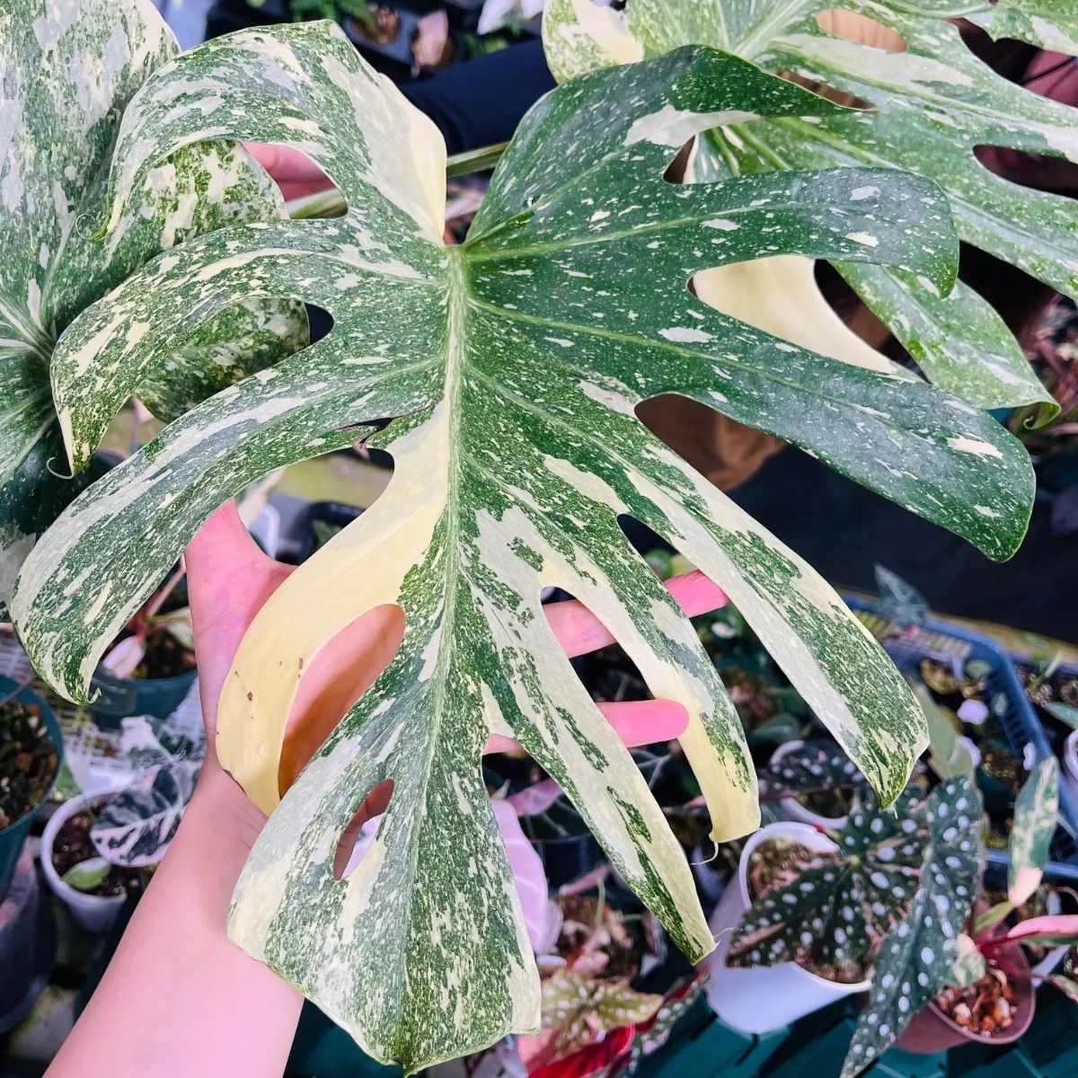 Monstera deliciosa Legacy モンステラ デリシオーサ レガシー 斑入り