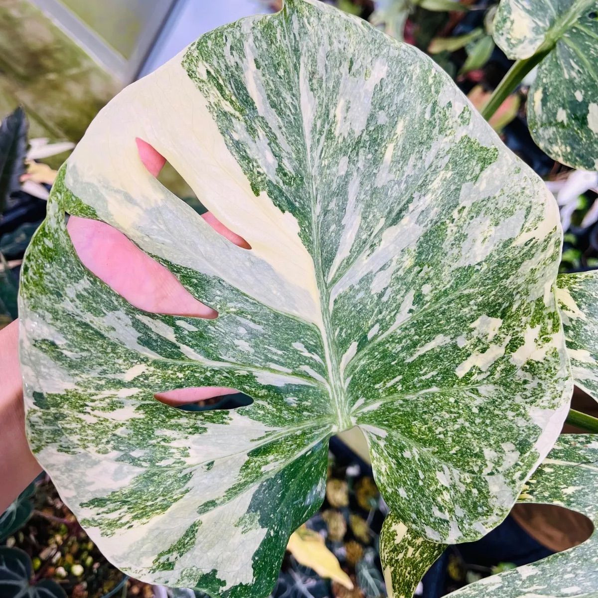 Monstera deliciosa Legacy モンステラ デリシオーサ レガシー 斑入り