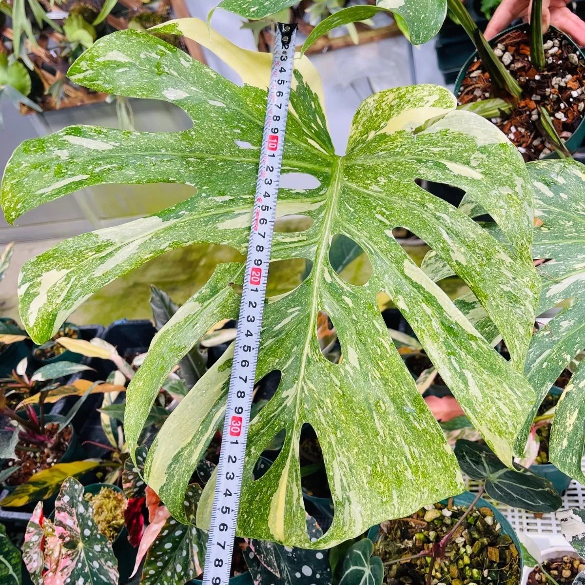 Monstera deliciosa Legacy モンステラ デリシオーサ レガシー 斑入り