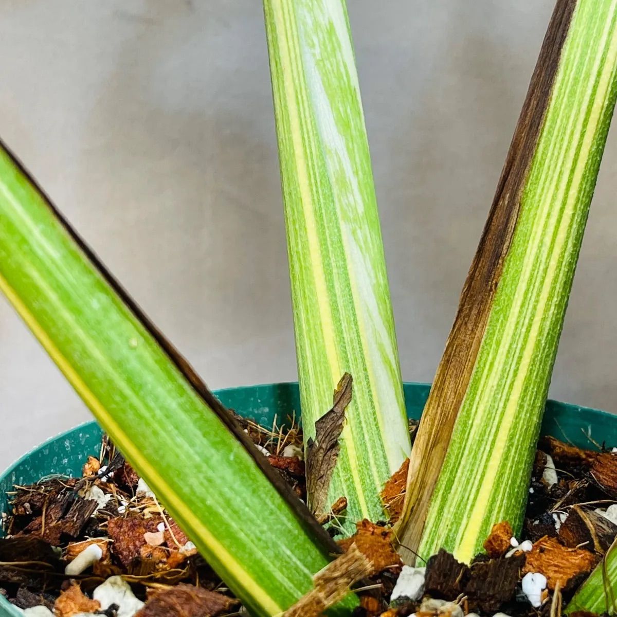 Monstera deliciosa Legacy モンステラ デリシオーサ レガシー 斑入り