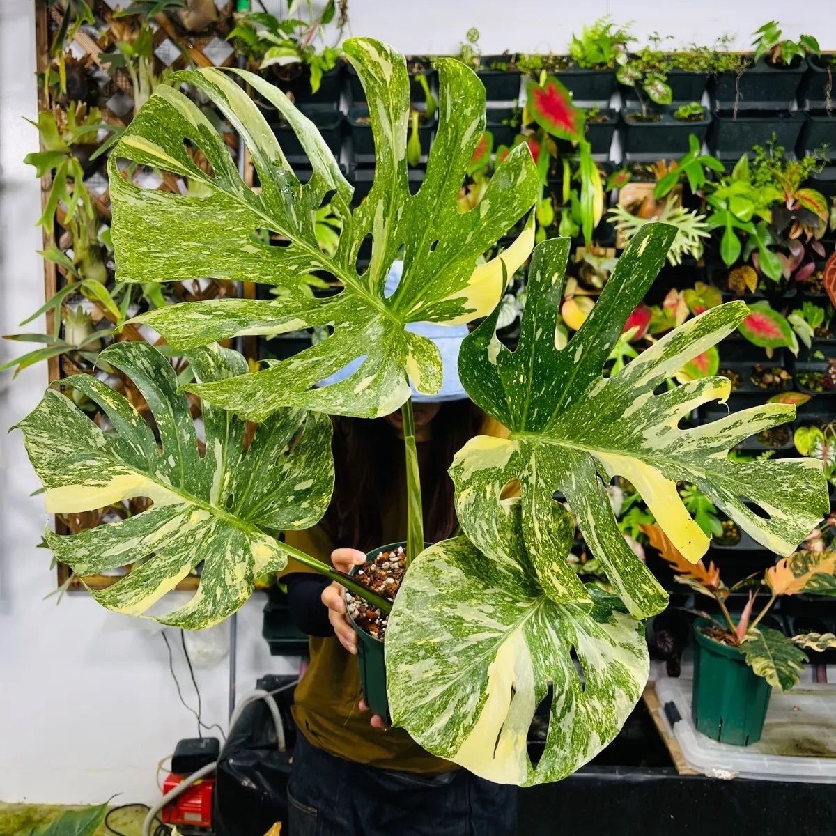 Monstera deliciosa Legacy モンステラ デリシオーサ レガシー 斑入り