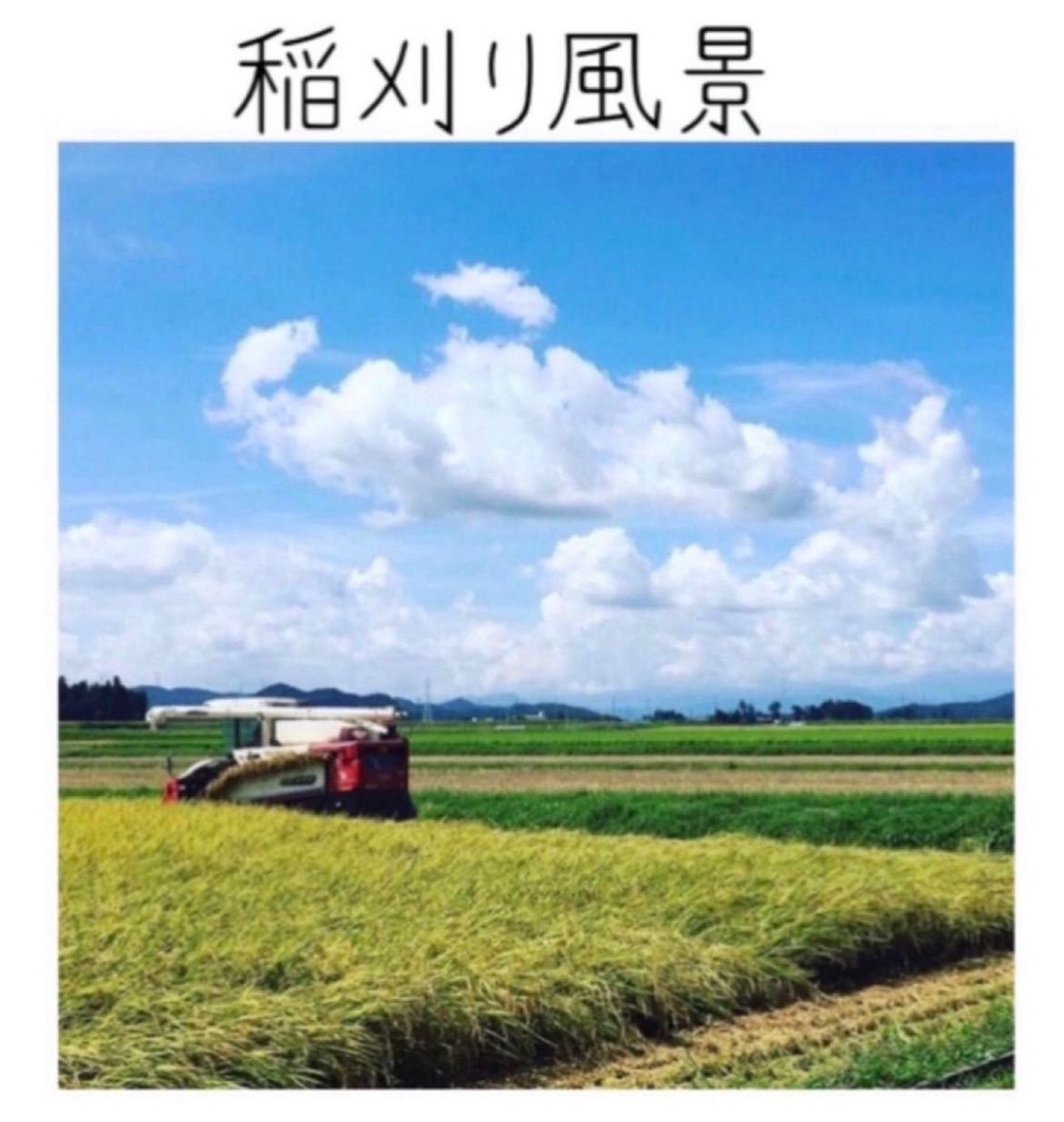 栃木県産コシヒカリ【特別栽培米】10kg - メルカリ