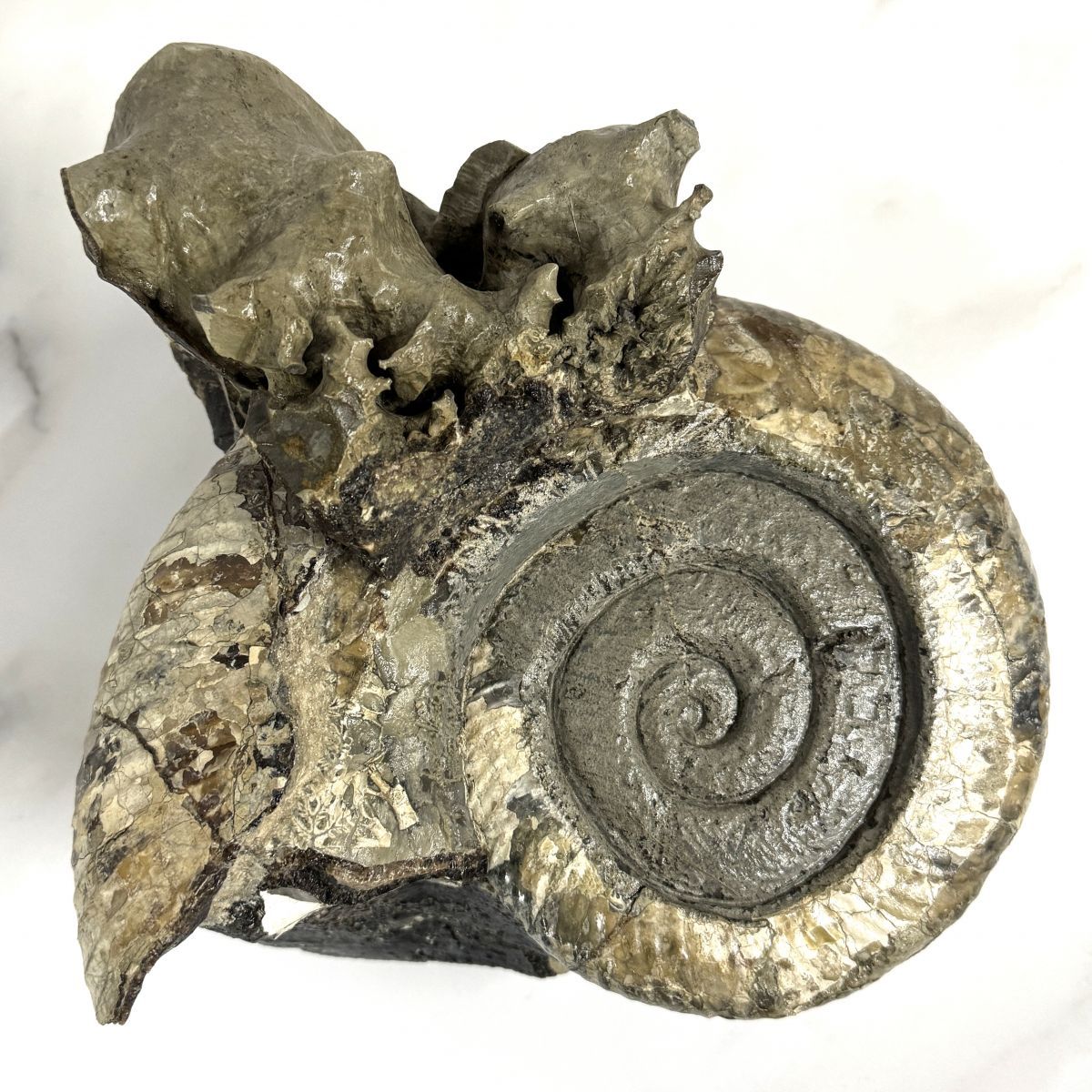 天然大型アンモナイト化石 大小二体一体 研磨 古生物標本 鑑賞石 古美術 骨董品 大型 アンモナイト 化石 母岩付き 約7.7kg 約23cm 化石標本 鑑賞石