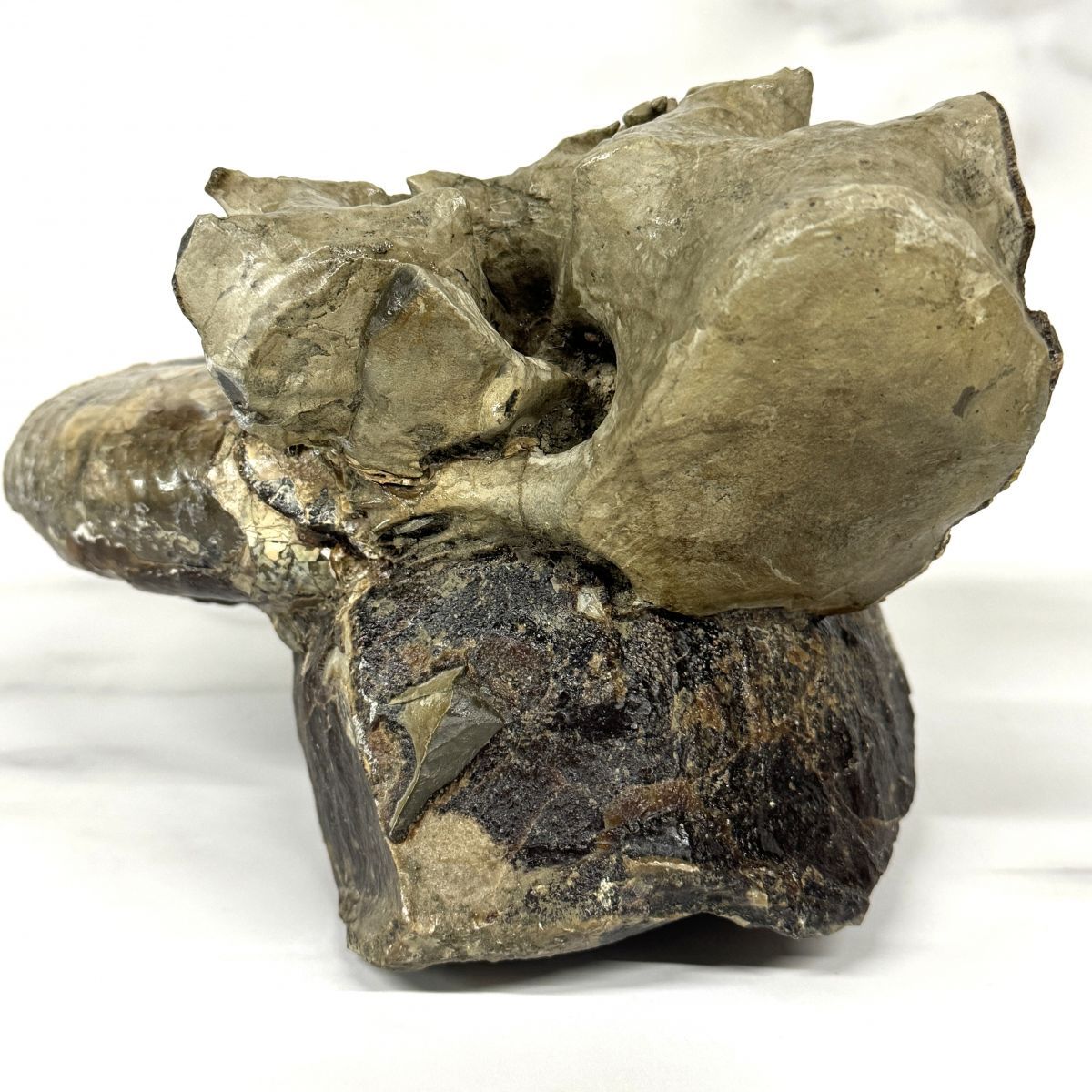 天然大型アンモナイト化石 大小二体一体 研磨 古生物標本 鑑賞石 古美術 骨董品 大型 アンモナイト 化石 母岩付き 約7.7kg 約23cm 化石標本 鑑賞石