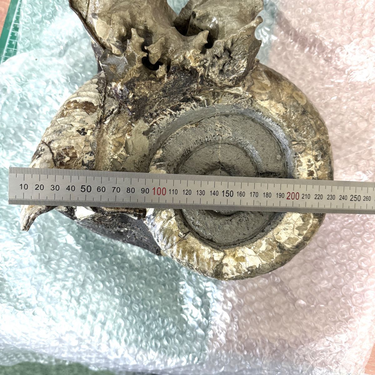 大型 アンモナイト 化石 母岩付き 約7.7kg 約23cm 化石標本 鑑賞石
