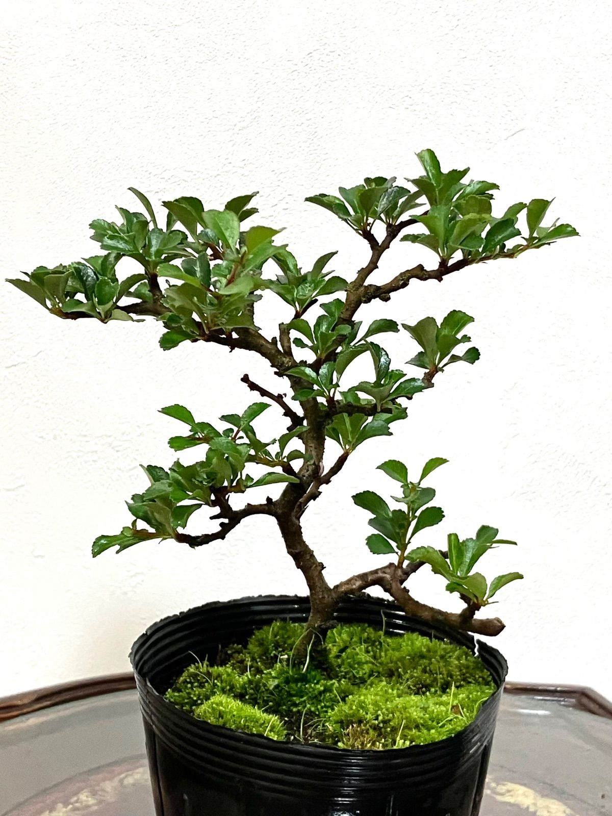 紅長寿梅盆栽 長寿梅盆栽 20cm 147 匿名配送 ‼️ - メルカリ