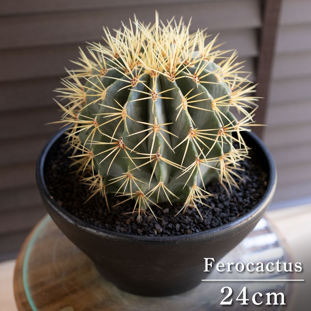 発根済】24cm 王冠竜 フェロカクタス ブルーバレルカクタス サボテン 8