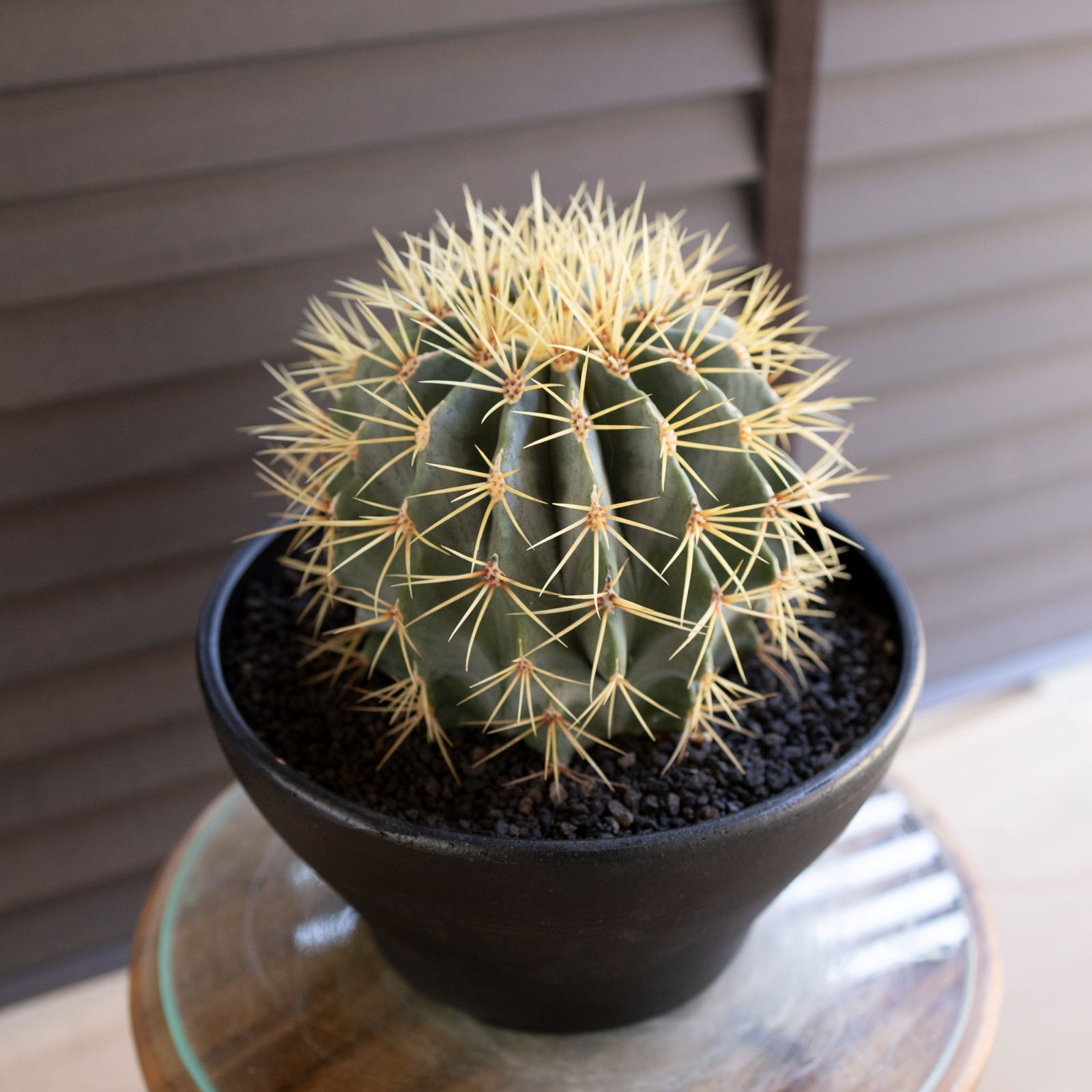 発根済】24cm 王冠竜 フェロカクタス ブルーバレルカクタス サボテン 8