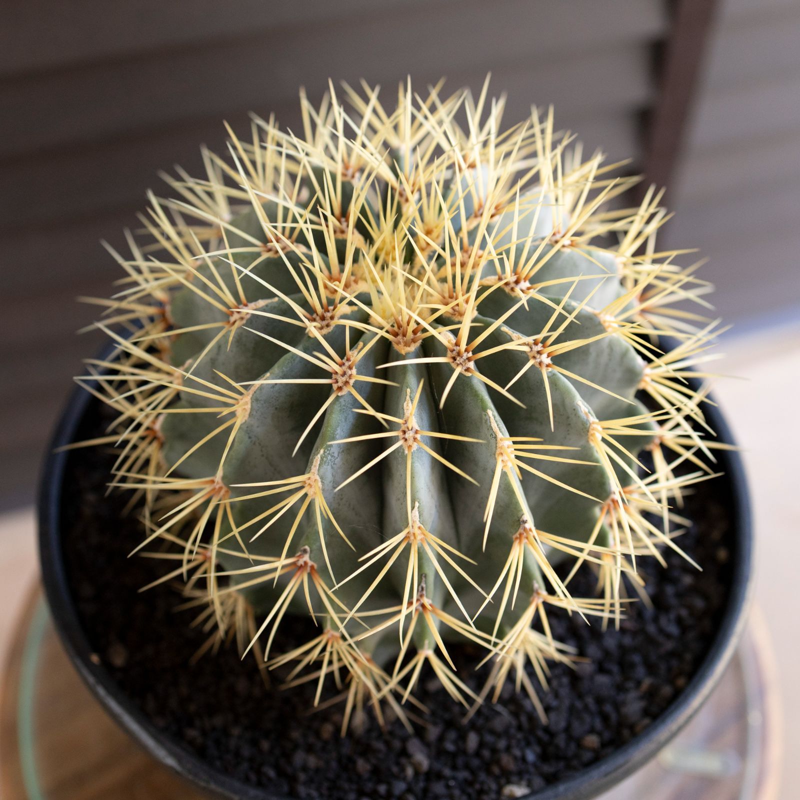 発根済】24cm 王冠竜 フェロカクタス ブルーバレルカクタス サボテン 8